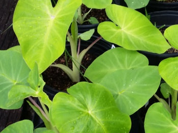 Maui Gold Elephant Ear (Colocasia 'Maui Gold') - 1 gallon