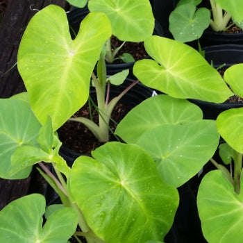 Maui Gold Elephant Ear (Colocasia 'Maui Gold') - 1 gallon