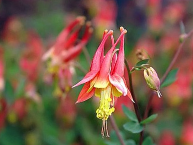 Little Lanterns Columbine (Aquilegia can. 'Little Lanterns') - 1 gallon