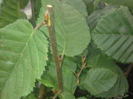 Lucas European Hornbeam (Carpinus betulus 'Lucas') - 3 gallon TREE