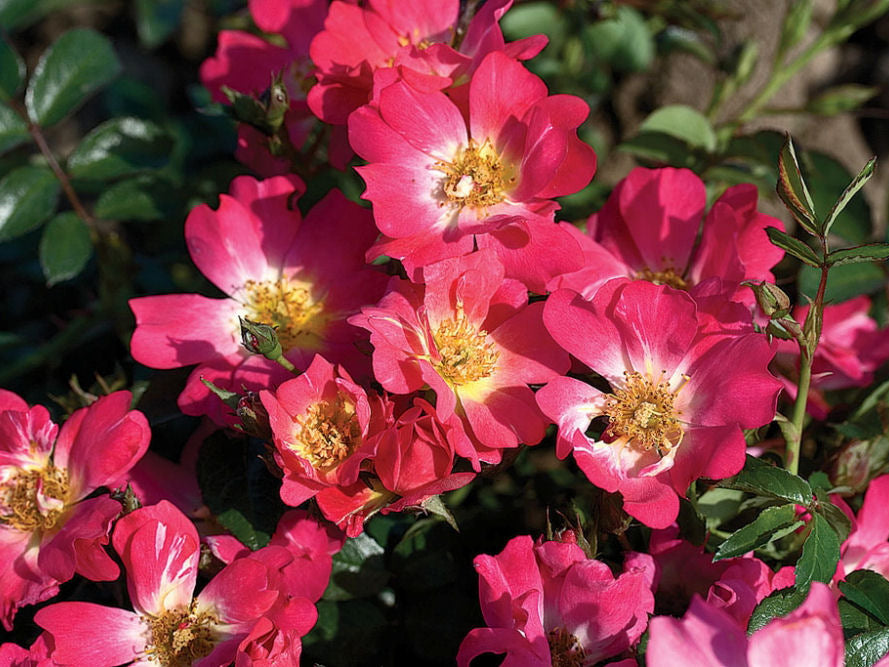 Pink Drift® Rose (Rosa 'Drift Meijocos') - QT