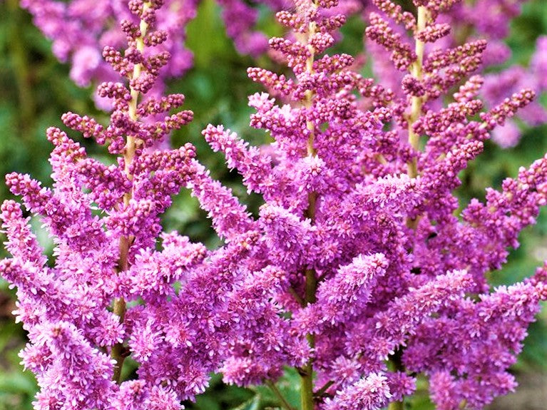Little Vision In Purple Astilbe (Astilbe chinensis 'Little Vision in Purple') - 1 gallon