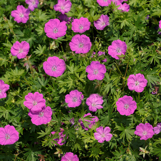 Max Frei Cranesbill (Geranium sanguineum 'Max Frei') - QT