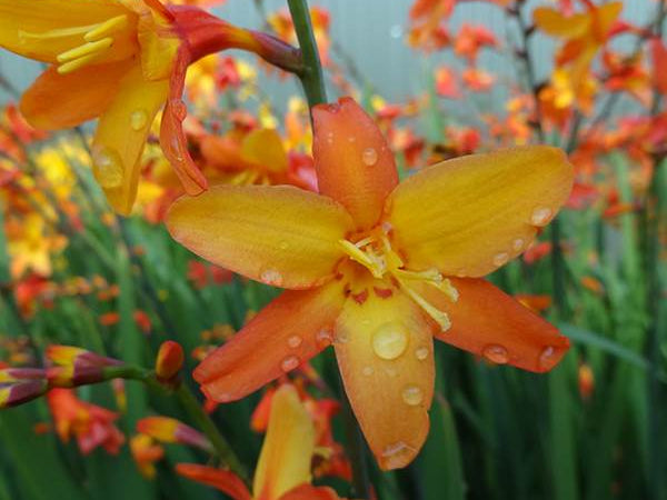 Orange Pekoe Montbretia (Crocosmia x 'Orange Pekoe') - 1 gallon
