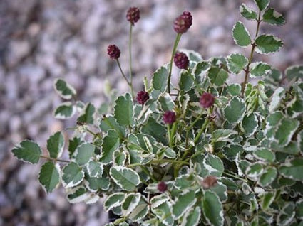Little Angel Burnet (Sanguisorba little 'Angel') - 1 gallon