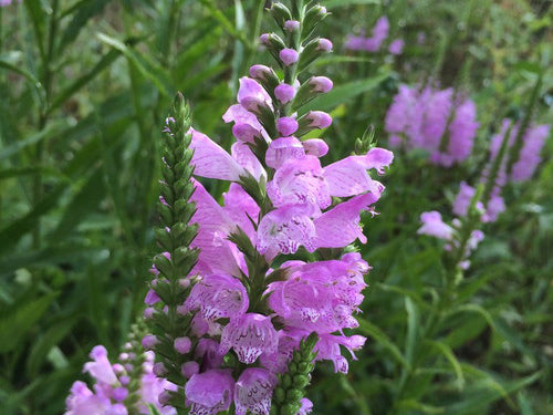 Pink Manners Obedient Plant (Physostegia 'Pink Manners') - 1 gallon