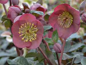 Penny's Pink® Lenten Rose (Helleborus pennys 'Pink') - 1 gallon