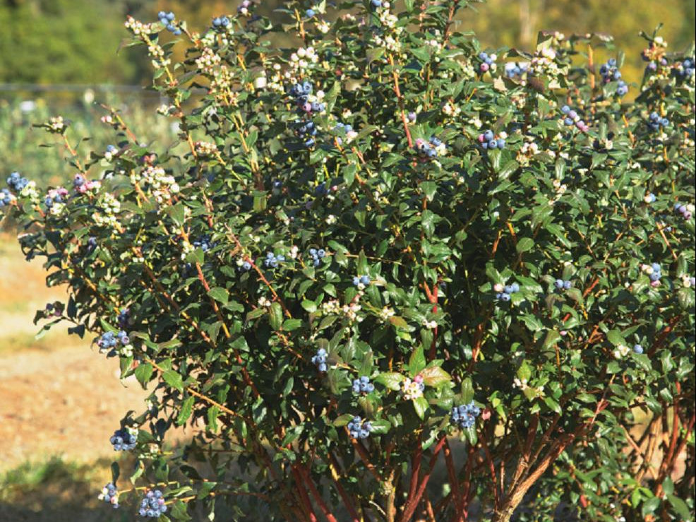 Perpetua Blueberry (Vaccinium perpetua) - 1 gallon