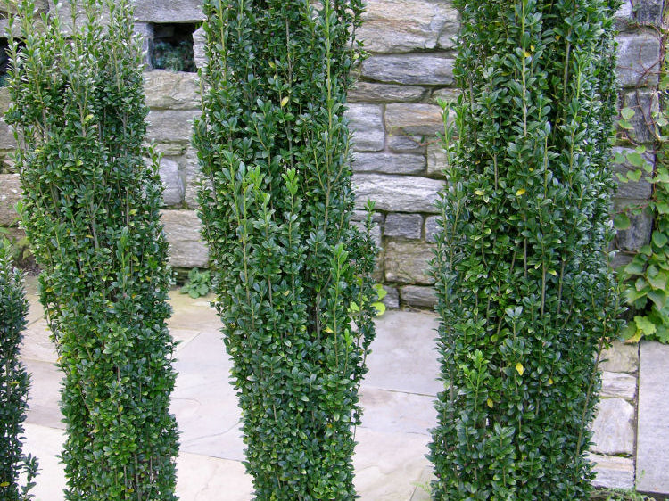 Sky Pencil Holly (Ilex crenata 'Sky Pencil') - 1 gallon