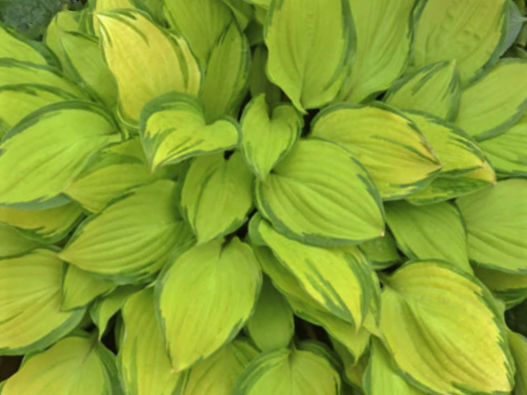 Island Breeze Plantain Lily (Hosta island 'Breeze') - 1 gallon