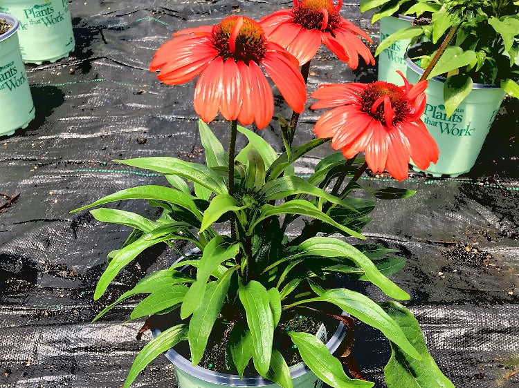 Kismet™ Intense Orange Coneflower (Echinacea purpurea 'Kims Knee High') - half gallon