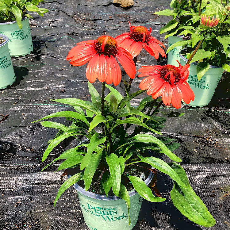 Kismet™ Intense Orange Coneflower (Echinacea purpurea 'Kims Knee High') - half gallon