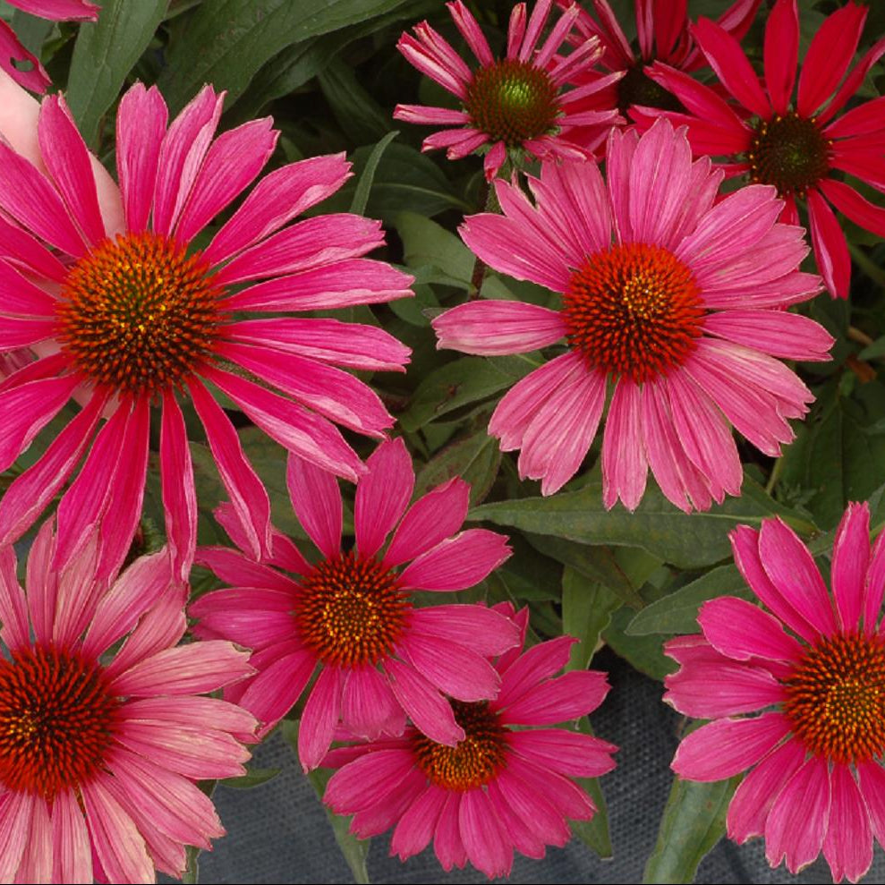 KISMET™ Raspberry Coneflower (Echinacea purpurea 'Kims Knee High') - half gallon