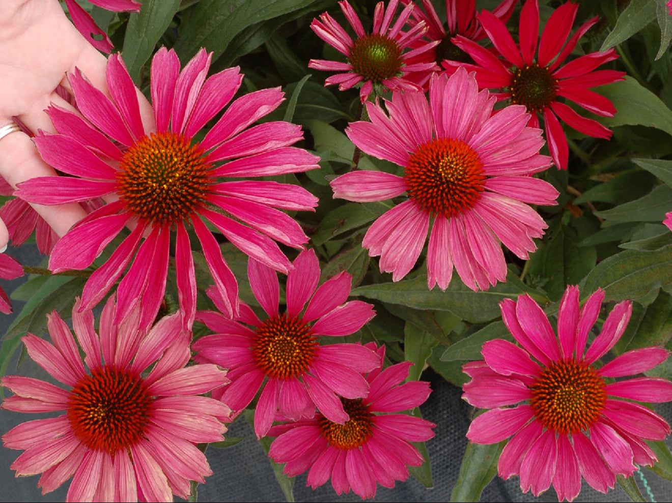 KISMET™ Raspberry Coneflower (Echinacea purpurea 'Kims Knee High') - half gallon