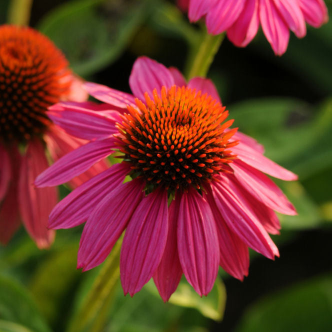 Powwow Wild Berry Coneflower (Echinacea purpurea 'PowWow Wild Berry') - QT