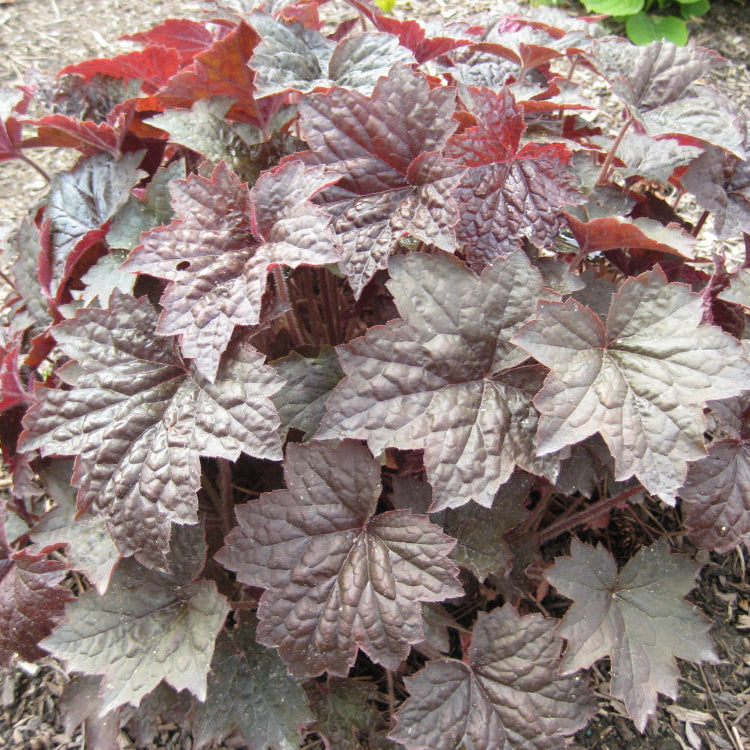 Palace Purple Coral Bells (Heuchera palace 'Palace Purple') - QT