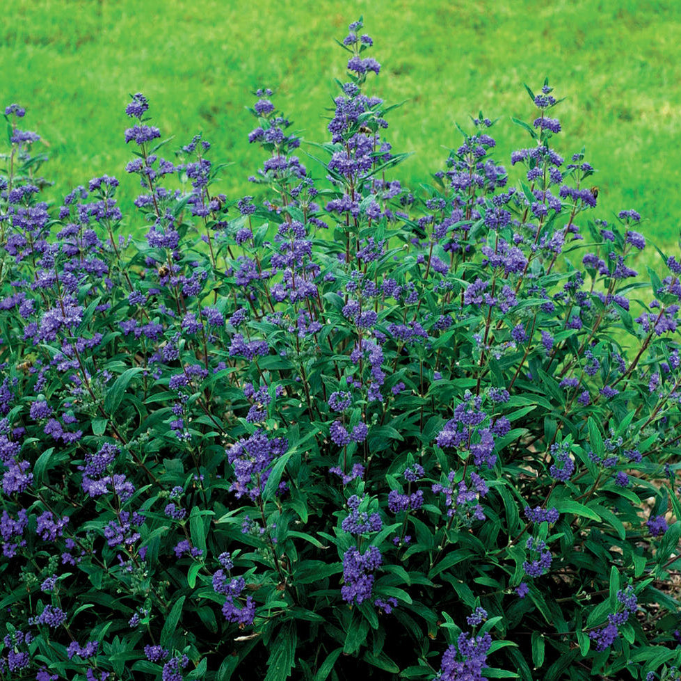 Petit Bleu™ Bluebeard (Caryopteris x clandonensis 'Minibleu') - 2 gallon