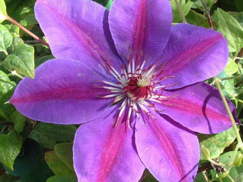 Picardy™ Clematis (Clematis picardy) - half gallon