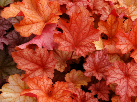 Paprika Coral Bells (Heuchera paprika) - 1 gallon
