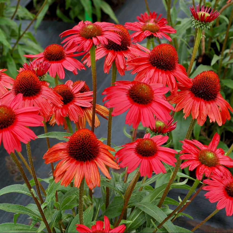 Kismet™ Red Coneflower (Echinacea kismet 'Red') - half gallon