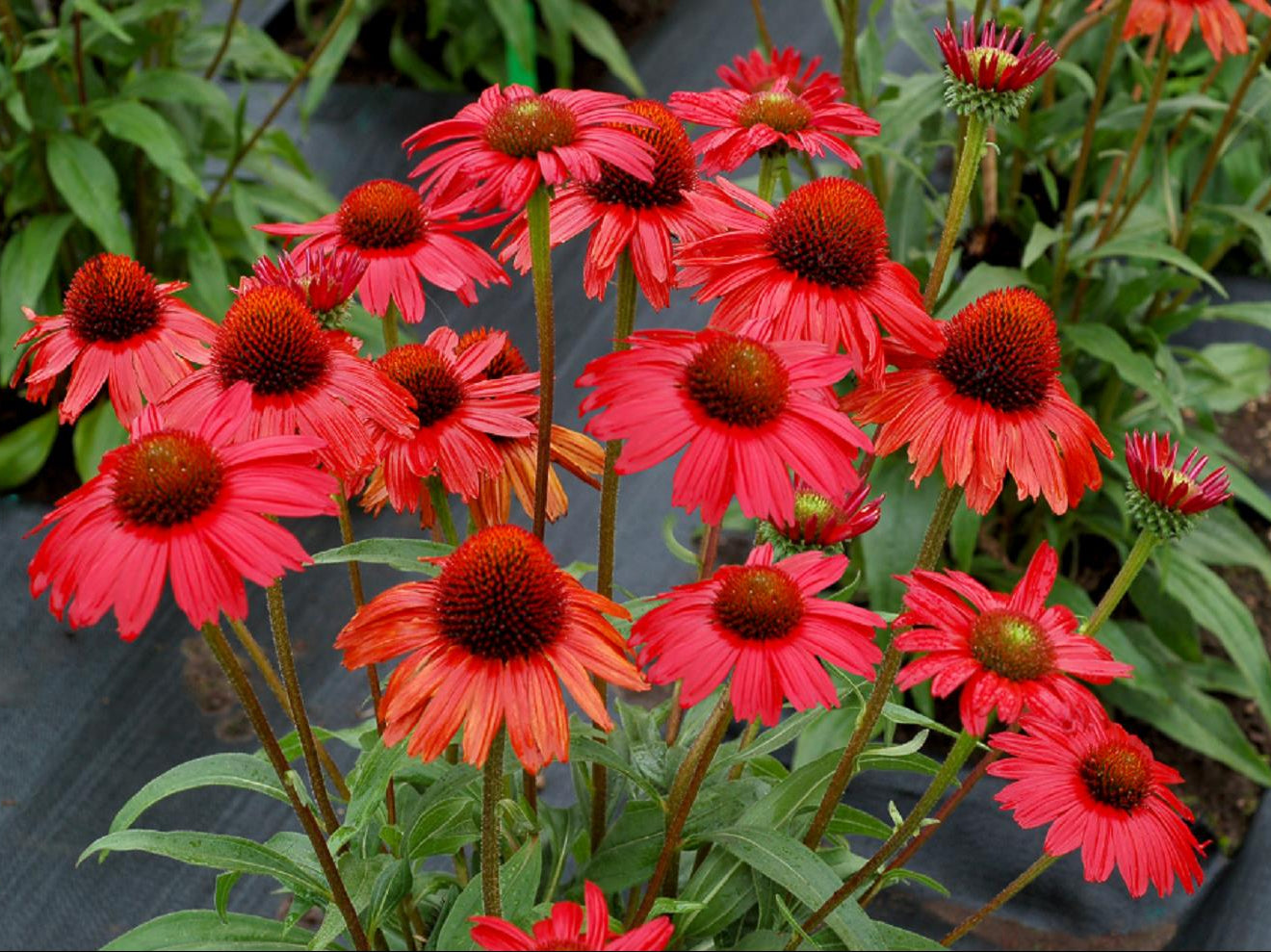 Kismet™ Red Coneflower (Echinacea kismet 'Red') - half gallon