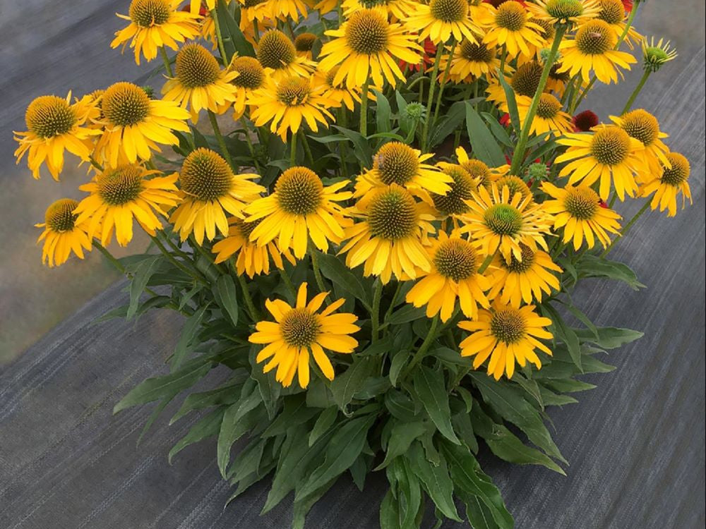 Kismet™ Yellow Coneflower (Echinacea kismet 'Yellow') - half gallon