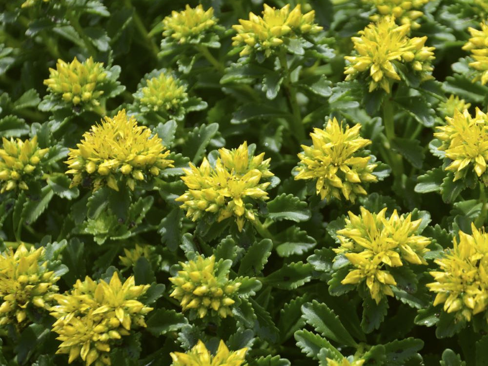 Little Miss Sunshine Stonecrop (Sedum little 'Miss Sunshine') - 1 gallon
