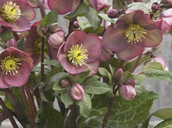 Pippa’s Purple Lenten Rose (Helleborus 'Frostkiss Pippas Purple') - 1 gallon