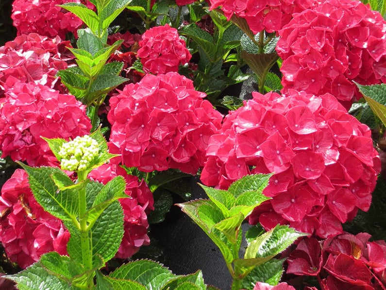Magical® Ruby Red Hydrangea (Hydrangea macrophylla ‘Ruby Red’ (Kolmaru)') - 2 gallon