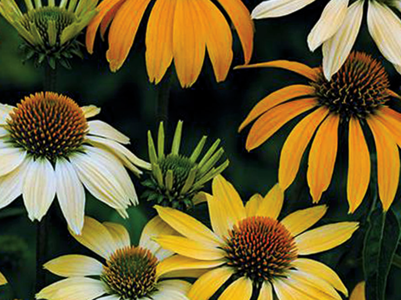 Mellow Yellows Coneflower (Echinacea purpurea 'Mellow Yellows') - 1 gallon