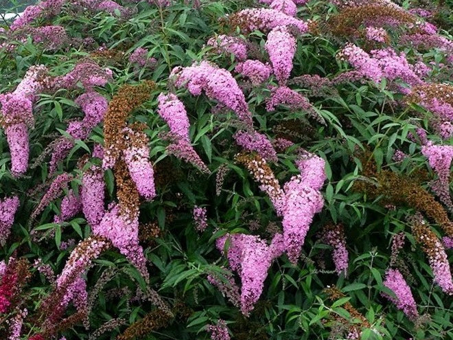 Pink Cascades Butterfly Bush (Buddleia 'Pink Cascades') - 3 gallon