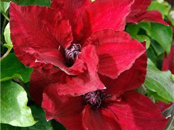 Nubi™ Clematis (Clematis nubia) - 1 gallon