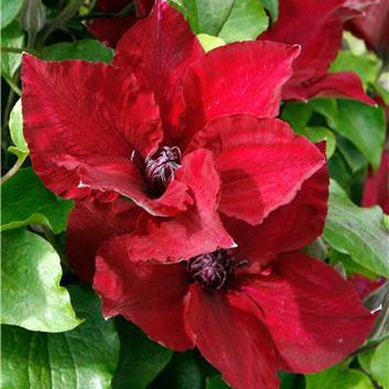 Nubi™ Clematis (Clematis nubia) - 1 gallon