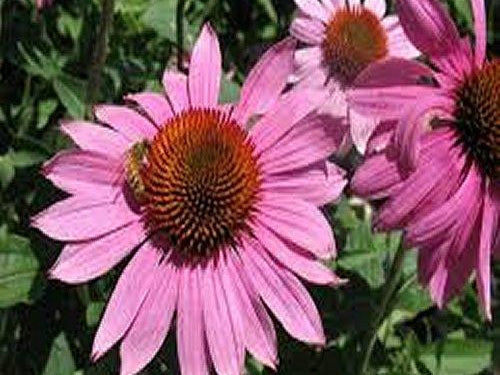 Prairie Splendor Coneflower (Echinacea purpurea 'Prairie Splendor') - 1 gallon