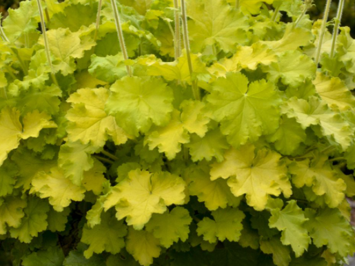 Lemon Love Coralbells (Heuchera 'Lemon Love') - 1 gallon