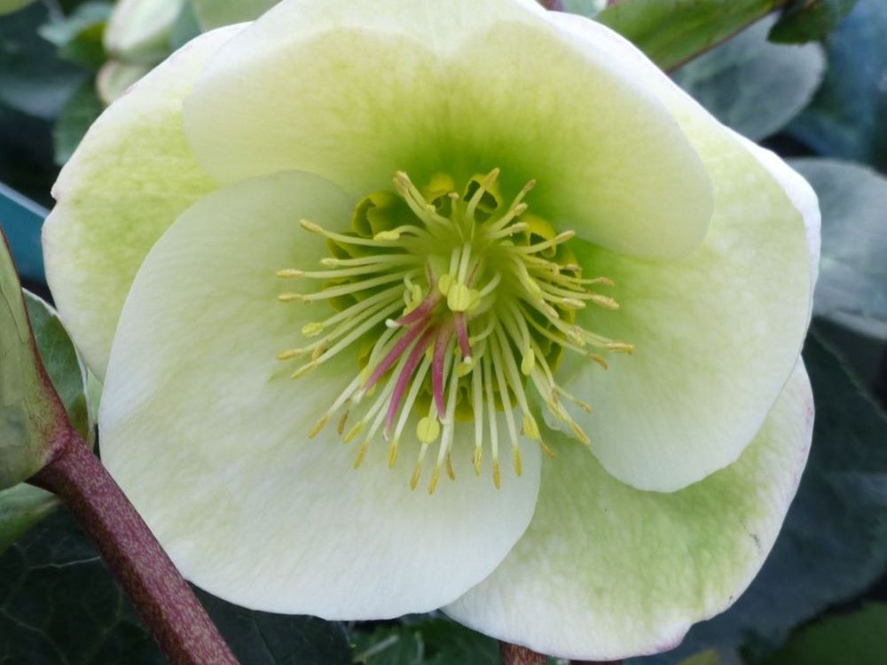 Moondance Lenten Rose (Helleborus 'Frostkiss Moondance') - 1 gallon