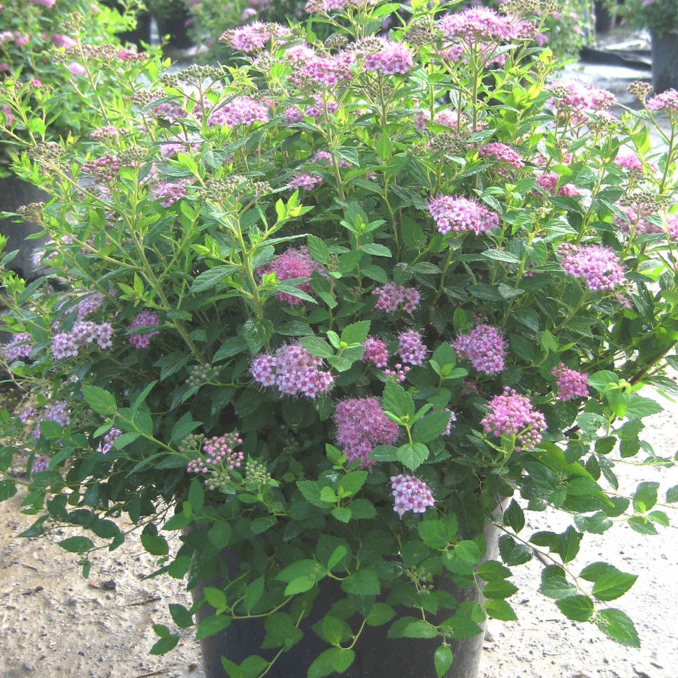 Little Princess Spiraea (Spiraea japonica 'Little Princess') - 2 gallon 12"