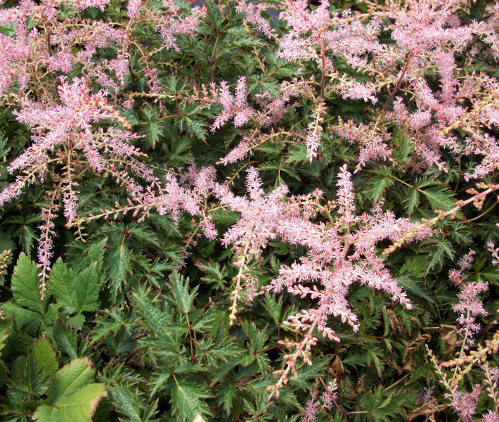 Sim. Sprite Astilbe (Astilbe simplicifolia 'Sprite') - 1 gallon