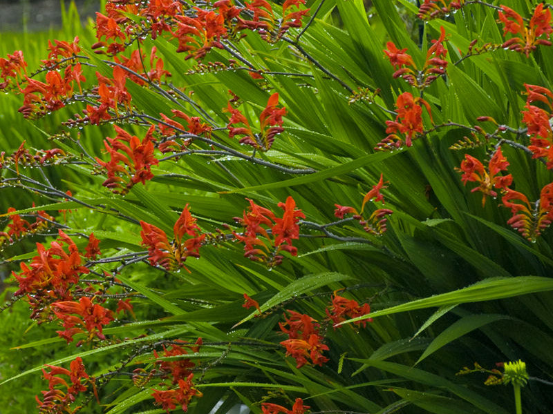 Lucifer Montbretia (Crocosmia x crocosmiiflora 'Lucifer') - 1 gallon
