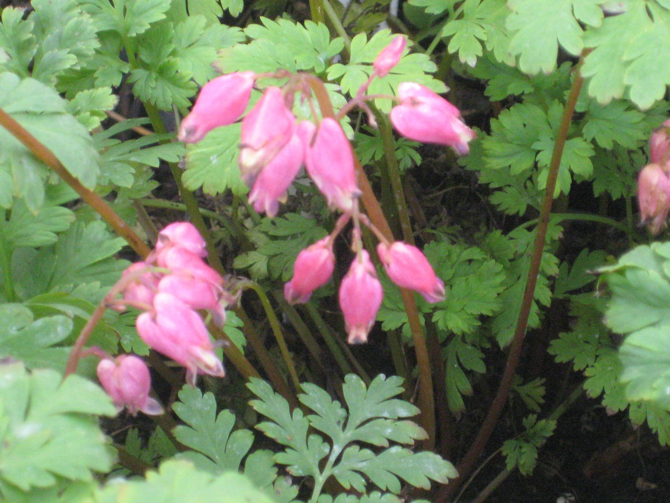 Luxuriant Bleeding Heart (Dicentra x 'Luxuriant') - 1 gallon