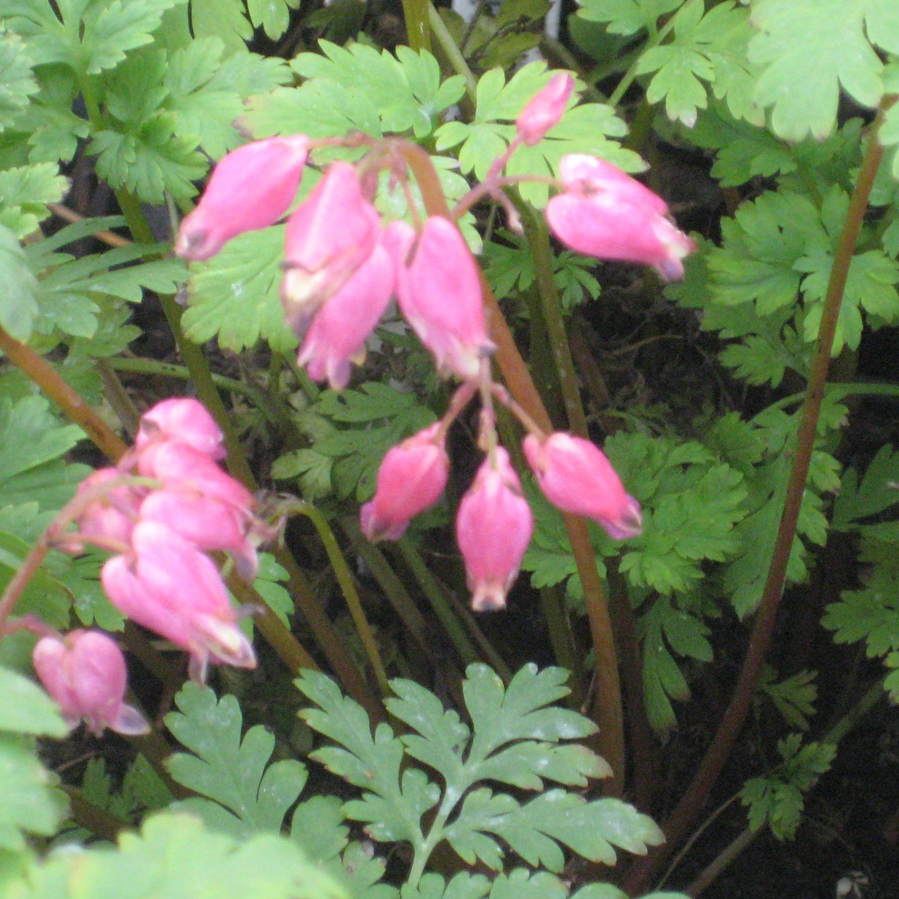 Luxuriant Bleeding Heart (Dicentra x 'Luxuriant') - 1 gallon