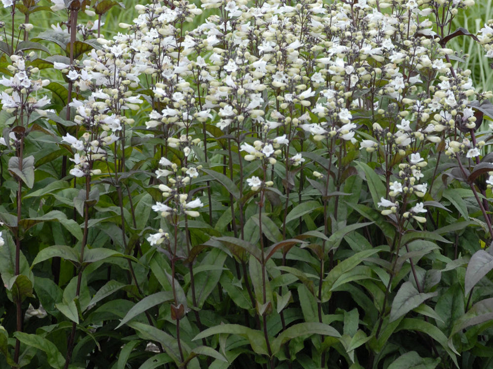 Husker Red Beardtongue (Penstemon digitalis 'Husker Red') - 1 gallon