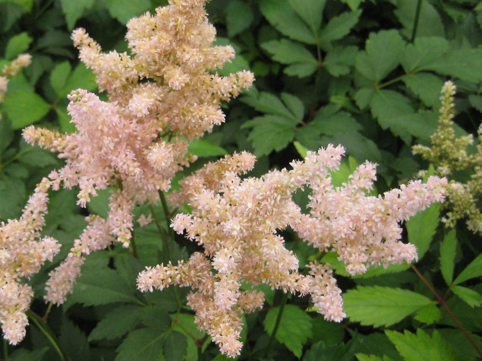 Peach Blossom Astilbe (Astilbe japonica 'Peach Blossom') - 1 gallon