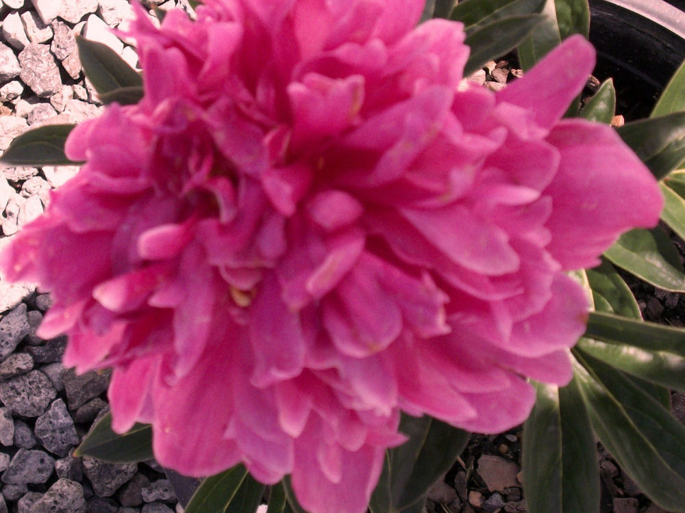 Kansas Red Peony (Paeonia japonica 'Kansas Red') - 2 gallon
