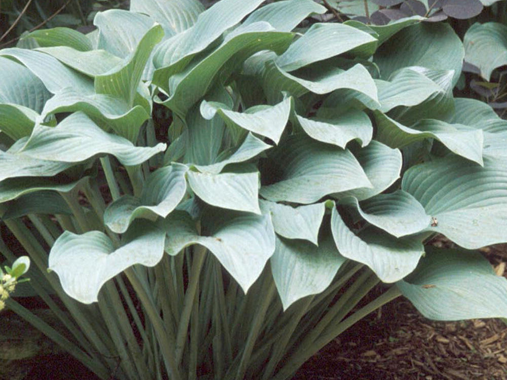 Krossa Regal Plantain Lily (Hosta krossa 'Krossa Regal') - 1 gallon