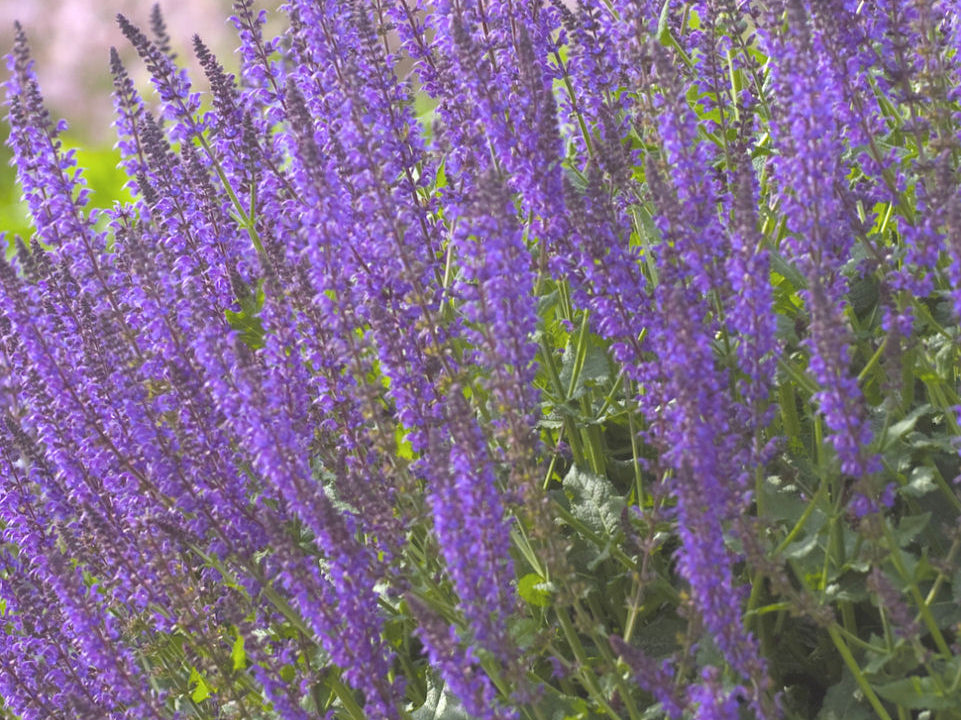 May Night Wood sage (Salvia nemorosa 'May Night') - 1 gallon