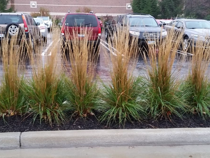 Karl Foerster Feather Reed Grass (Calamagrostis x acutiflora 'Karl Foerster') - 3 gallon