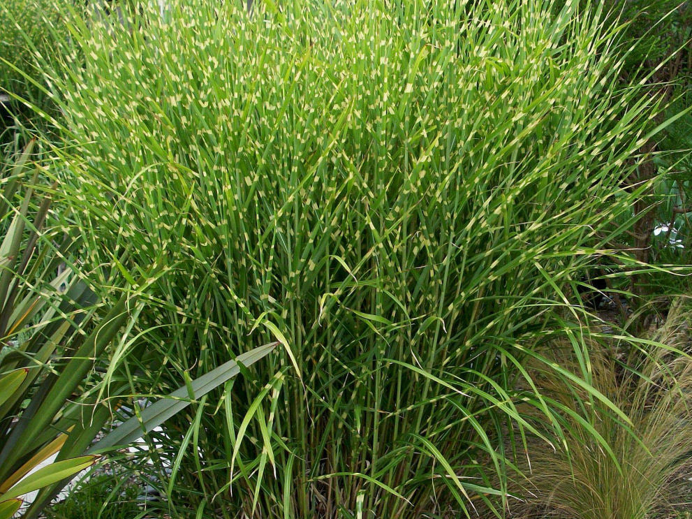Porcupine Grass (Miscanthus sinensis 'Strictus') - 3 gallon