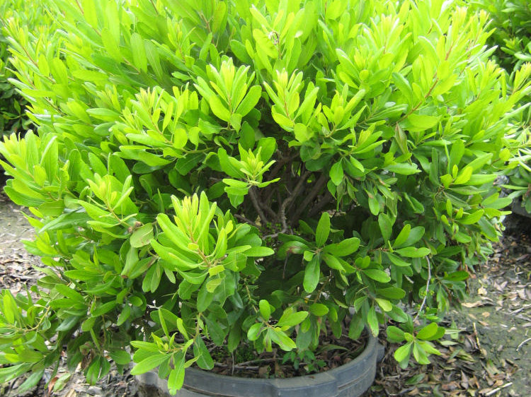 Northern Bayberry (Myrica pennsylvanica) - 3 gallon 18"