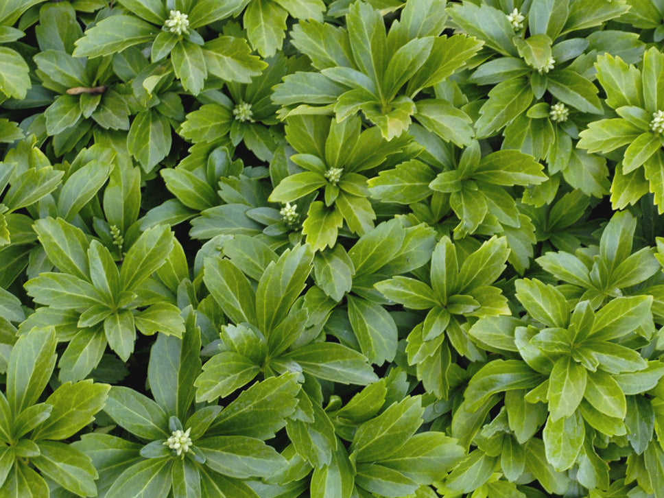 Japanese Spurge (Pachysandra terminalis) - 1 gallon